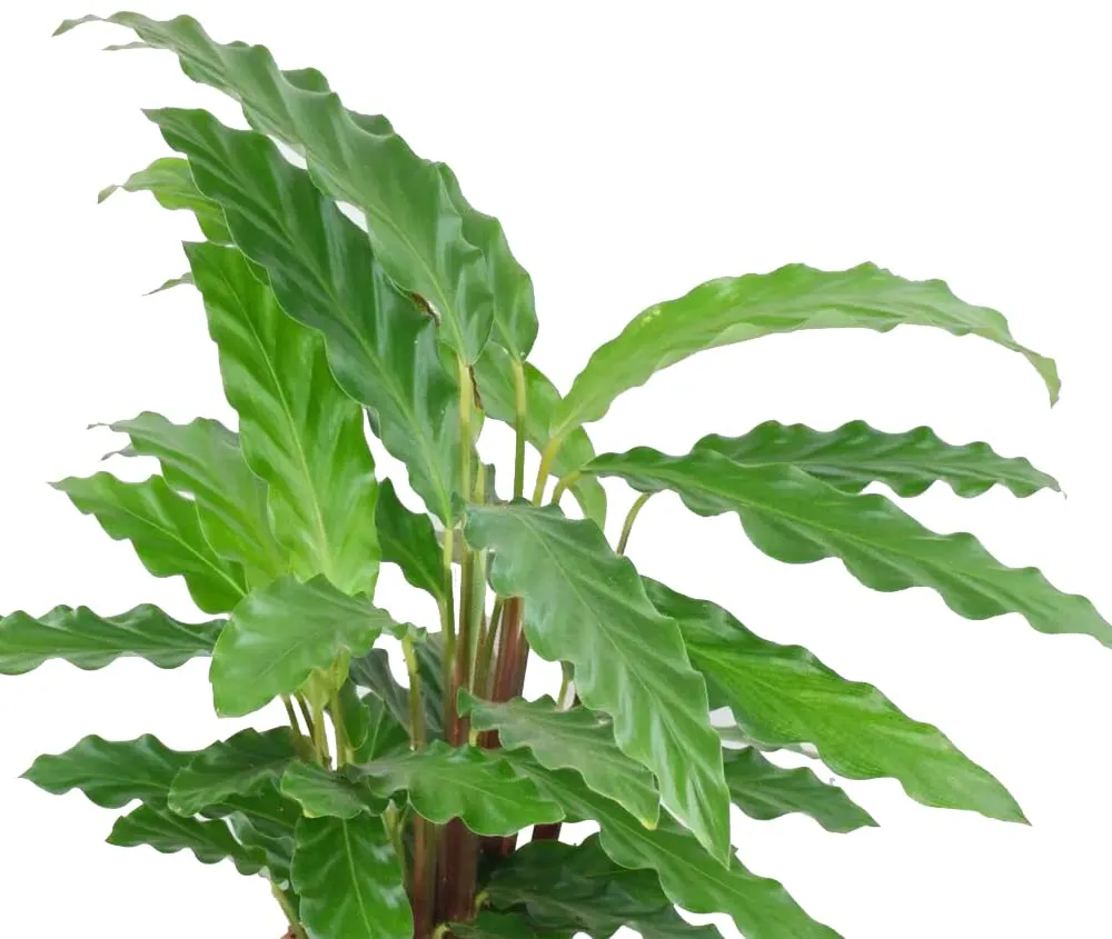 Calathea Rufibarba Plant