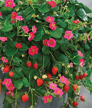 Toscana F1 Strawberry - Bulk Fruit / Berry Seeds - 100 Seeds