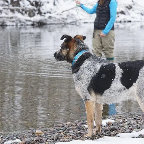 Waterproof Dog Collar